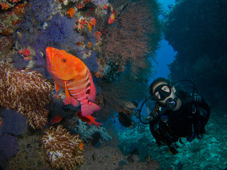 HYPOTIZED. Diver drifting clown a coral arch, contemplating a red grouper.