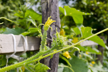 Cucumber growing in garden in the summer