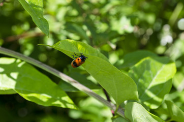 Ladybug on a leaf of a plant in the fields