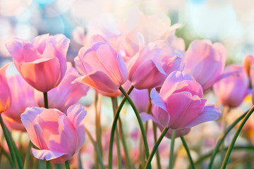 Szalone tulipany - obrazy, fototapety, plakaty