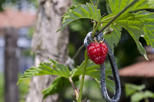 Raspberry. Growing Organic Berries closeup. Ripe raspberry in the fruit garden
