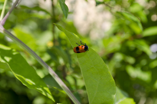 Ladybug on a leaf of a plant in the fields