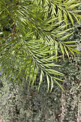 Photo of branch with green leaves against green background