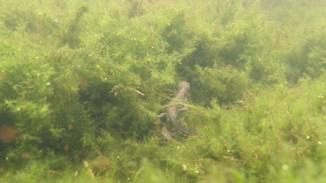 Moves On Blooms of Algae Alone Newt