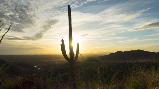 The sun setting behind a large Saguaro cactus in the desert