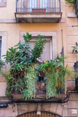 Fototapeta na wymiar Flowers, plants and laundry on a balcony in the El Born district of Barcelona. The citizens in this historical narrow district like to have greenery around the residential quarter 