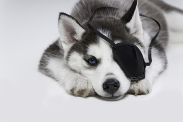 Husky Puppy with Eye Patch