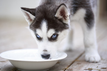 Husky puppy takes a drink of water