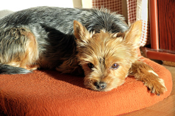 Yorkshire.. lying in his bed in a nice soft ligh