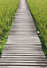 Fototapeta na wymiar The path between rice field