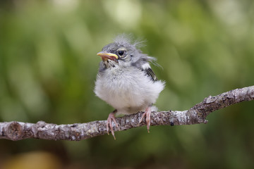 Baby bird sitting on a branch