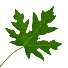 Fototapeta premium papaya leaf on white background