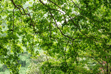 Fototapeta na wymiar green tree leaves natural background in the summer