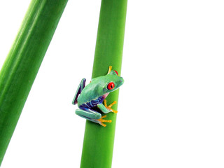 Tree frog isolated on white on green branch