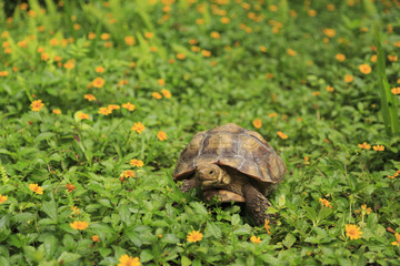 Desert Tortoise in Flowers