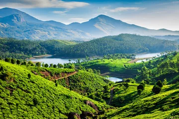 Foto op Canvas Theeplantages en rivier in heuvels. Kerala, India © Dmitry Rukhlenko