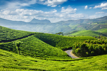 Fototapeta premium Tea plantations, Munnar, Kerala state, India