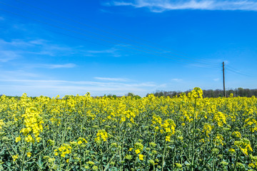 Obraz premium Rapsblüte und blauer Himmel