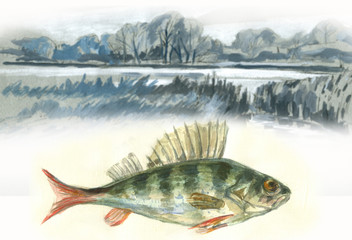 Perch fish and lake watercolor