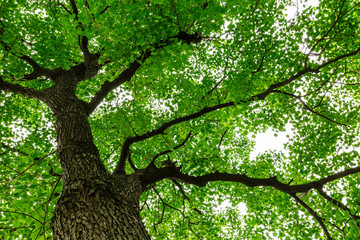Fototapeta premium Green natural background of Chinese tallow trees in summer