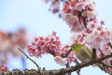 寒桜と花粉だらけのメジロ