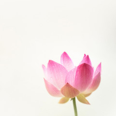sweet pink lotus in soft color and blur style on mulberry paper texture
