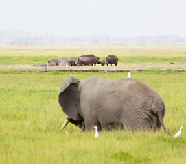Fototapeta premium Hippos and Elephant in Kenya