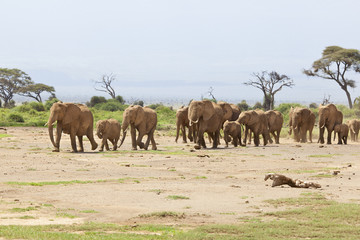 Obraz na płótnie Canvas Elephant Herd in Kenya
