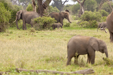 Fototapeta premium Elephant Family in Kenya
