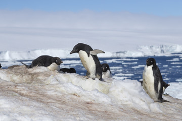 Obraz premium Adélie Penguin, Antarctica. 