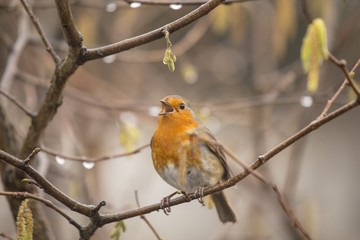 Robin Red Breast (Erithacus rubecula)