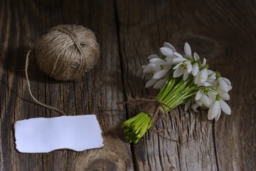 spring white snowdrop flowers