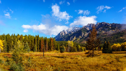 Fall Colours of the forest in the Rocky Mountains in Banff National Park in the Rocky Mountains in British Columbia, Canada