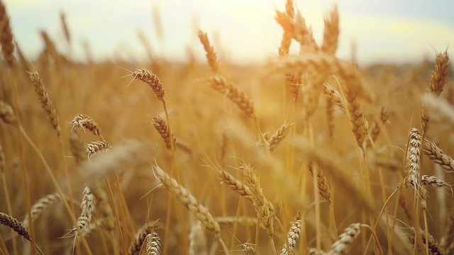 Wheat field. Ears of golden wheat . Beautiful Nature Sunset Landscape. Rural Scenery camera in slowmotion. 1920x1080