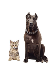 Staffordshire terrier and kitten Scottish Straight sitting together