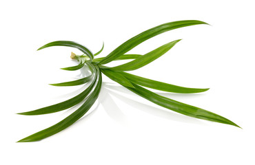 pandan isolated on white background.