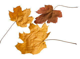 Autumn leaves close-up