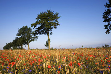 Poland. Rural scenics landscape early morning. Fields planted with cereals and accompany Corn Poppy...