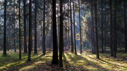 Puszcza Knyszyńska © podlaski49