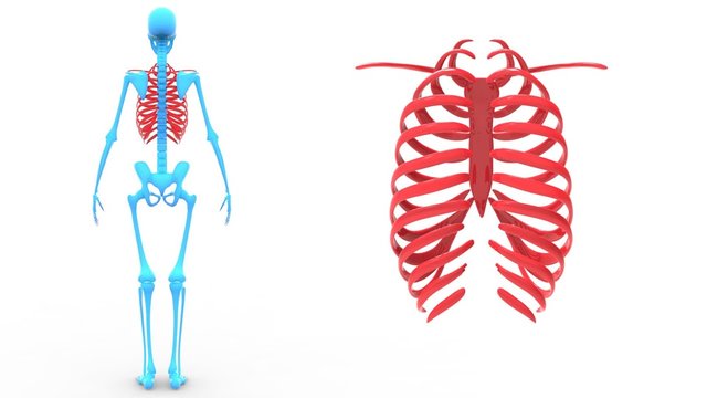 Human Ribs