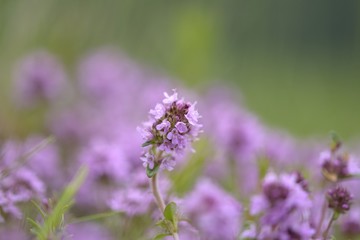 Thymus serpyllum, Breckland thyme, wild thyme or creeping thyme