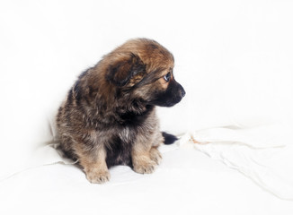 Adorable little puppy dog sitting against a white sheet background.