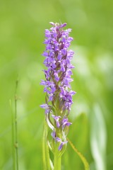 Broad-leaved marsh-orchid (Dactylorhiza majalis)