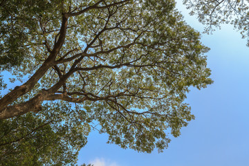 Looking up in a park - green tree branches nature abstract with blue sky background.