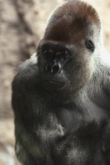 Obraz premium Silverback gorilla close-up in Loro Park, Tenerife island