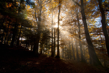 Herbstwald