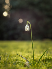 Schneegl&ouml;ckchen