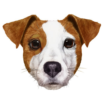 Portrait of Jack Russell. Hand-drawn illustration, digitally colored.