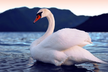 Swan swimming in a lake at the sunset.