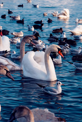A lot of beautiful swans, seagulls, ducks and other birds in the winter sea at the sunny day.